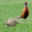 Thế giới chim quý qua bộ ảnh Chim Trĩ sắc nét và sinh động