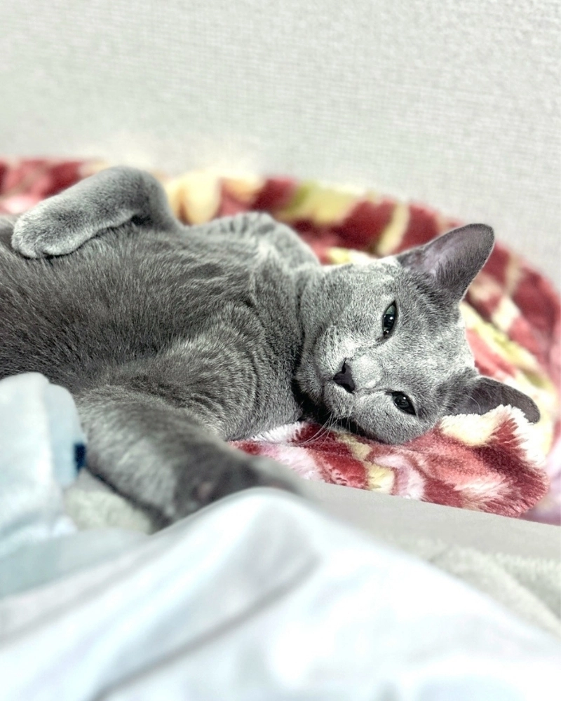 Mèo Russian Blue giá rẻ nhưng vẫn giữ được nét đẹp