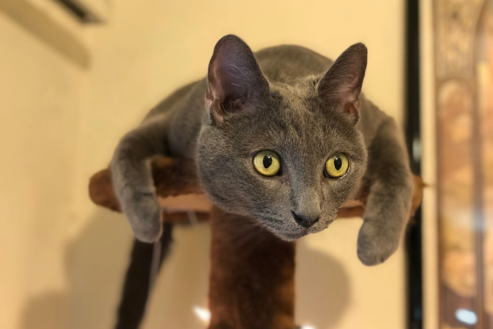 Cặp đôi mèo Russian Blue cat đang dụi đầu vào nhau