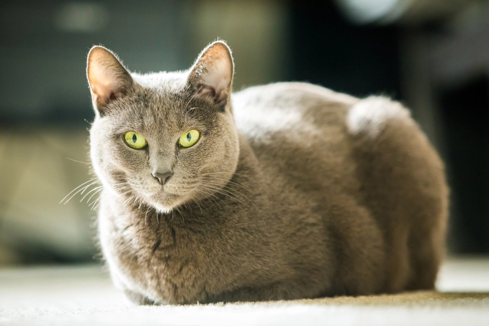 Mèo Russian Blue cat đang chơi đùa với cuộn len
