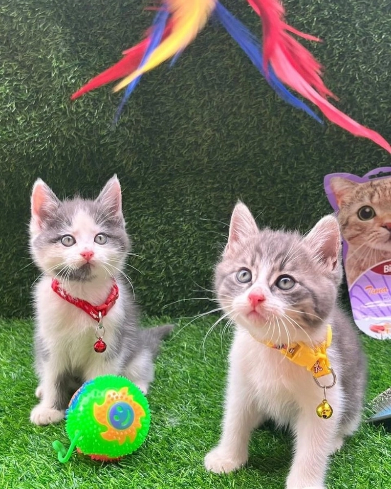 Chú mèo Angora lai Ba Tư với bộ lông xù dày và mặt tịt