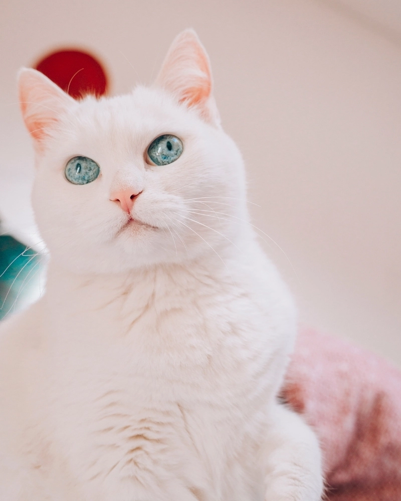 Cặp đôi mèo Turkish Angora đang dụi đầu vào nhau tình cảm