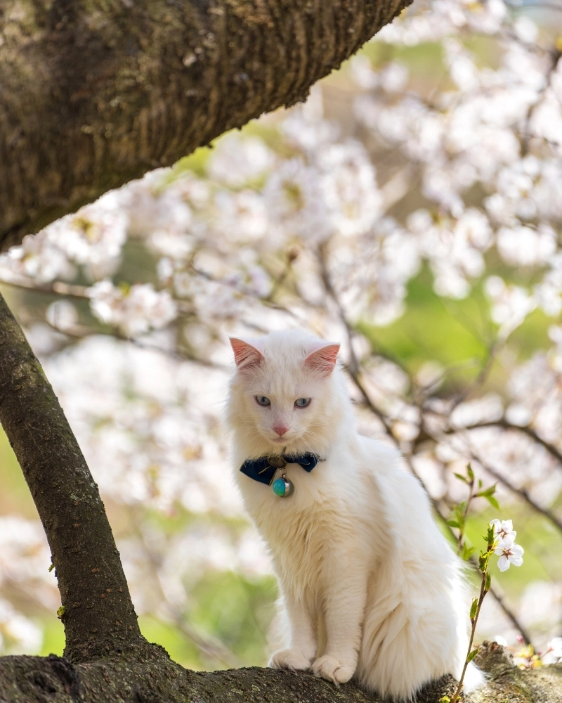 Cận cảnh mèo Turkish Angora thuần chủng với bộ lông trắng muốt