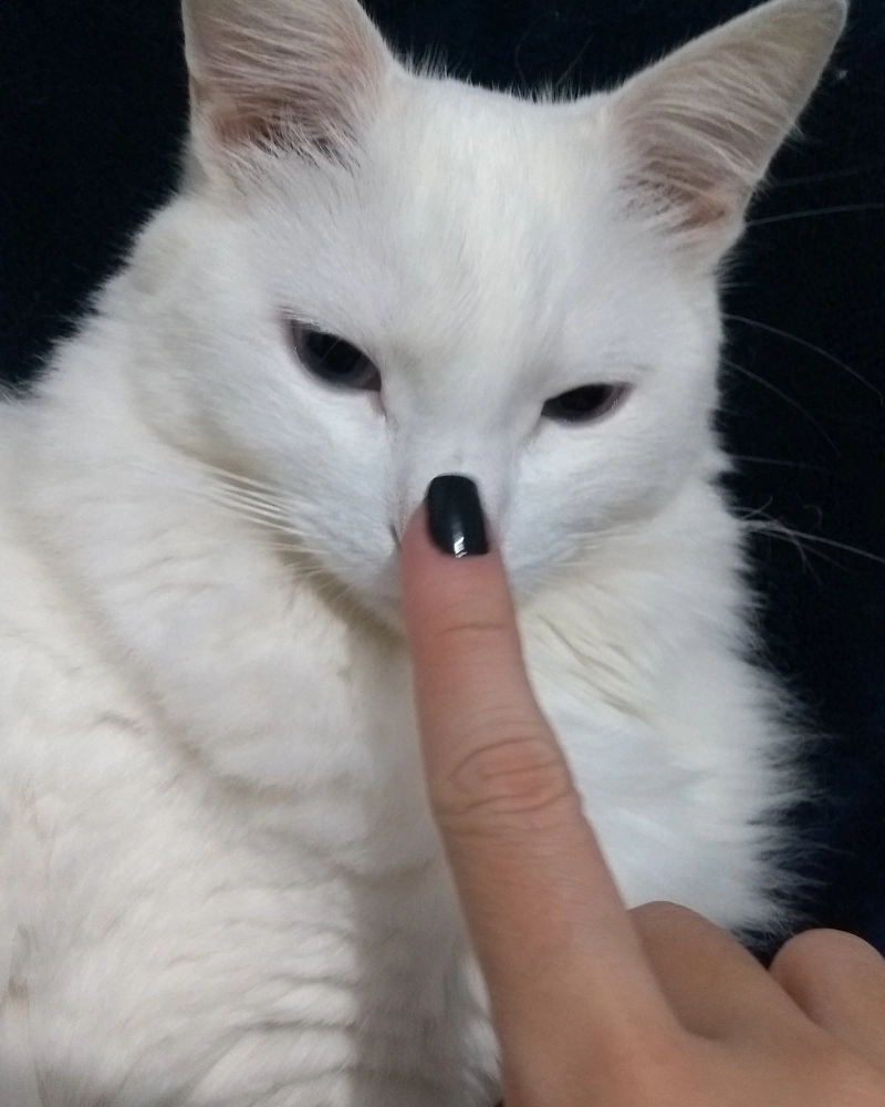 Bé mèo Angora trắng tinh khôi đang chơi đùa với cuộn len