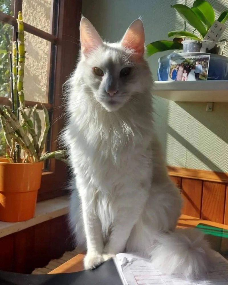 So sánh mèo Nga và mèo Angora để thấy sự khác biệt về khuôn mặt