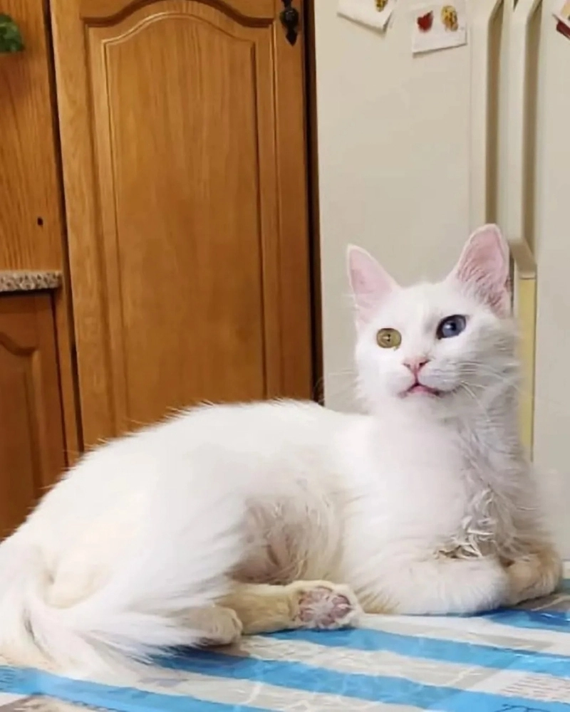 Mèo Angora lai mèo ta với màu lông đốm độc đáo và khỏe mạnh