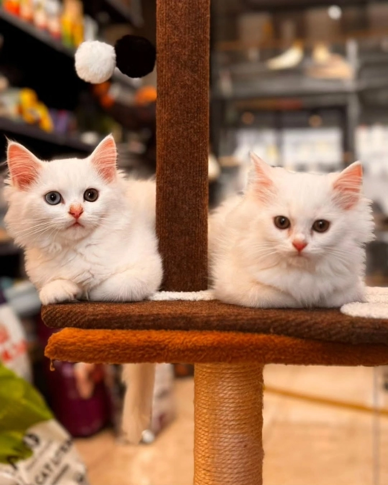 Vẻ đẹp kiêu sa của mèo Angora mắt xanh biển sâu thẳm