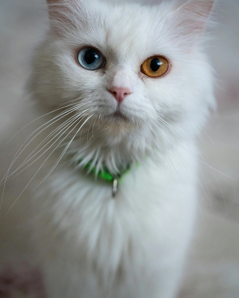 Mèo Angora giá rẻ sinh sản tại Việt Nam dành cho sinh viên