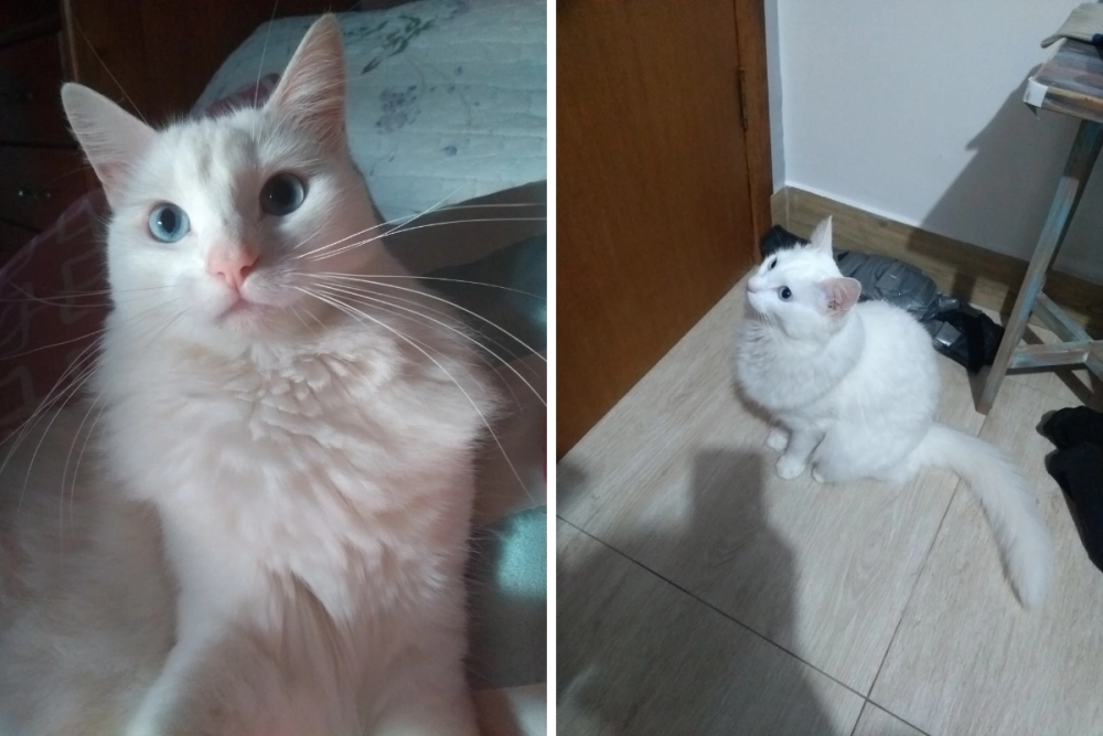 Khẩu phần ăn mèo Angora ăn gì để lông luôn bóng mượt