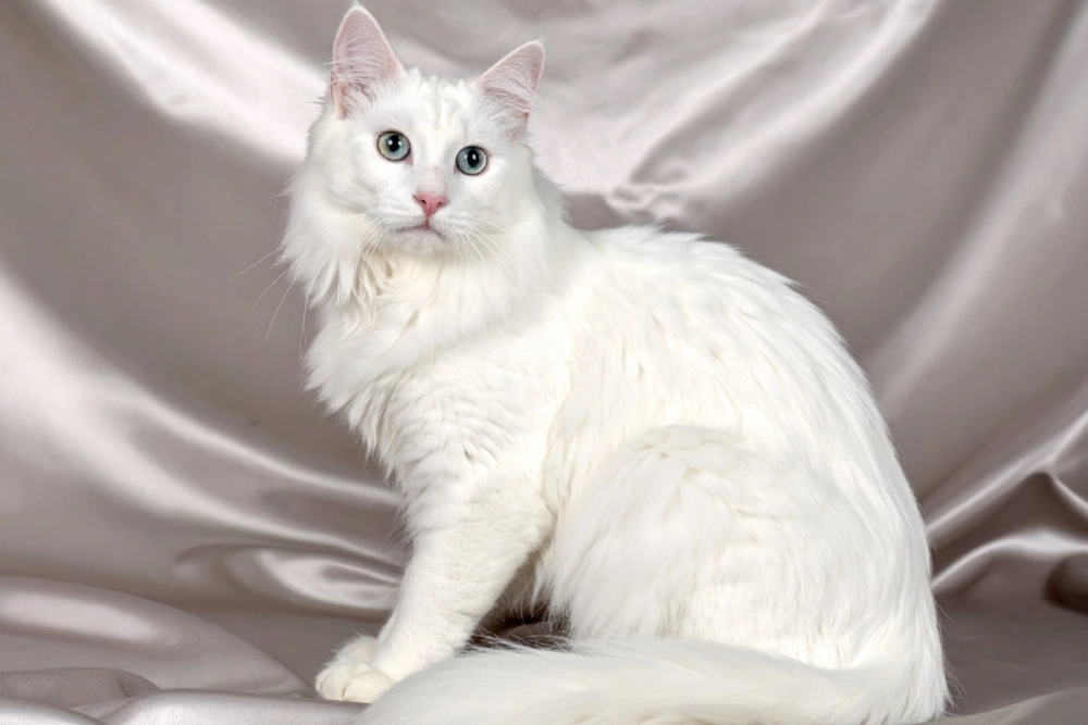 Góc nghiêng thần thánh của mèo Angora Thổ Nhĩ Kỳ thuần chủng