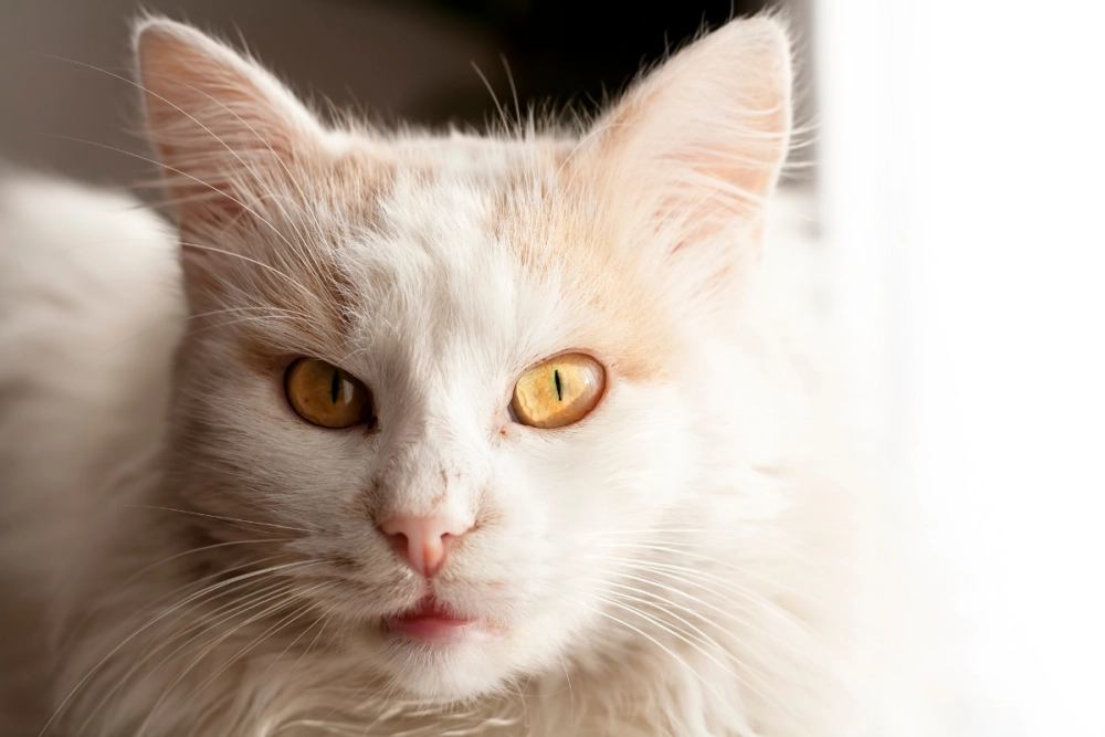 Biểu cảm ngạc nhiên của mèo Angora khi thấy đồ chơi mới