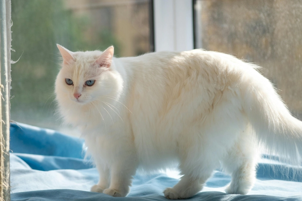 Mèo Angora dáng quý tộc ngồi bên cửa sổ nhìn mưa