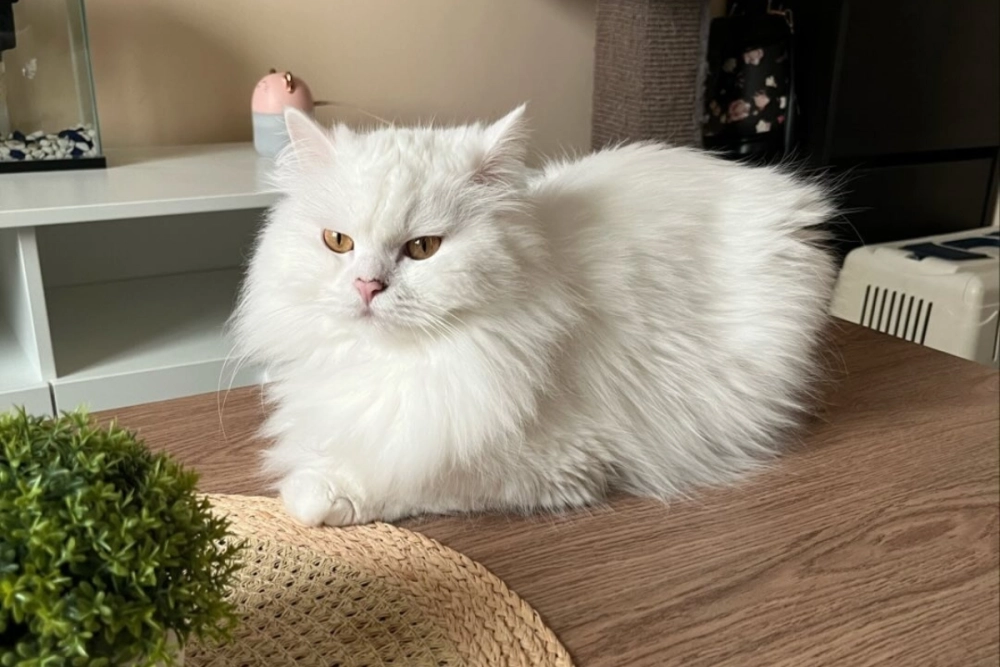 Đặc điểm mèo Angora với chiếc đuôi dài và bông xù như cáo