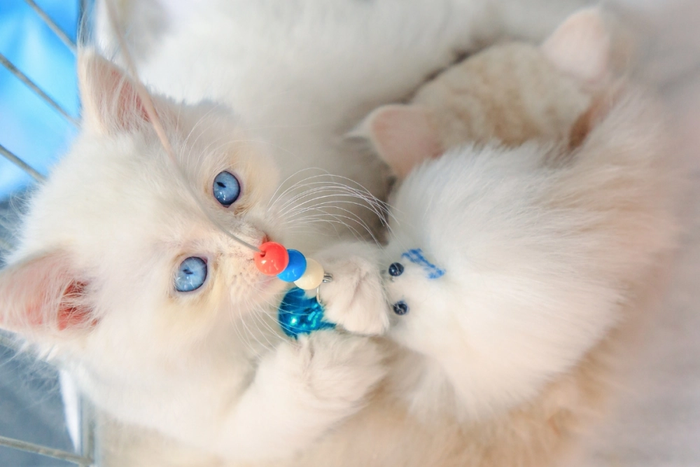 Ảnh mèo Angora lai Anh lông dài có khuôn mặt tròn bầu bĩnh