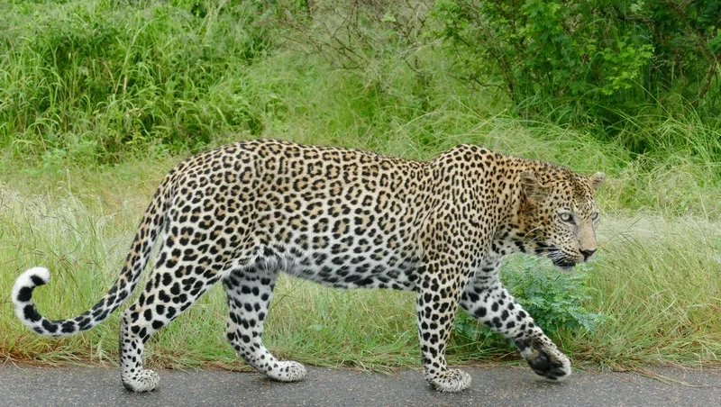 So sánh sự khác biệt của báo đốm cheetah