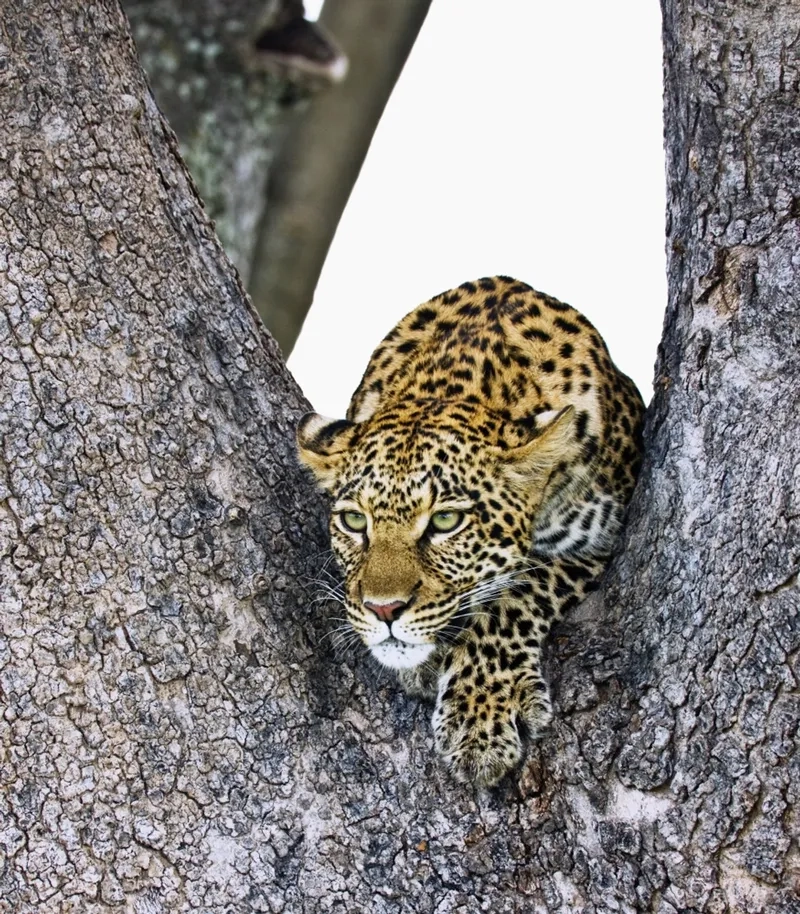 Tài năng độc đáo của báo đốm leo cây