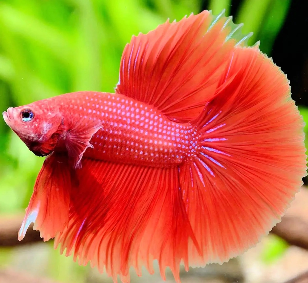 Hình ảnh cá betta rực sắc sống động và đầy cuốn hút