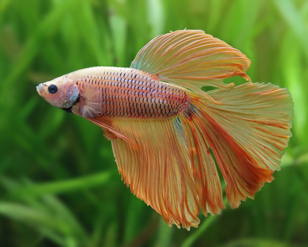Cá betta mái dịu dàng nhưng vẫn đầy cuốn hút riêng