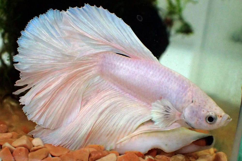 Hình nền cá betta rực rỡ mang lại cảm hứng thị giác