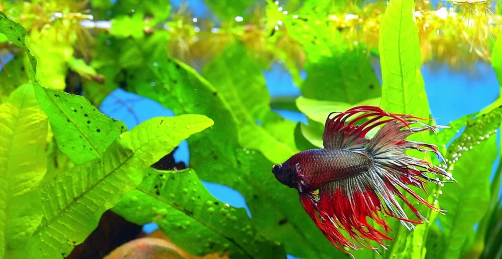 Cá betta ngủ như thế nào luôn là điều gây tò mò