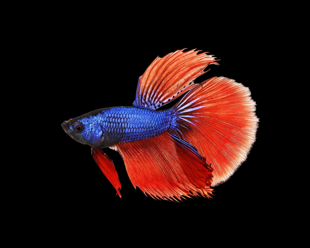 Tải ảnh cá betta sắc nét để chiêm ngưỡng vẻ đẹp rực rỡ