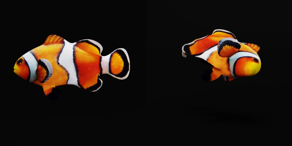 Cá hề Nemo rực rỡ đáng yêu khiến ai cũng mê