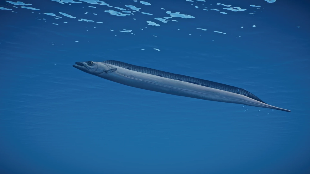 Cá hố tiếng anh Ribbonfish đầy độc đáo