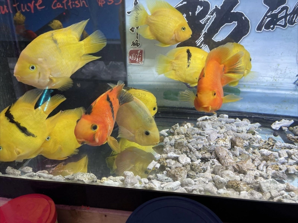 Nguồn gốc cá hồng két lai tạo từ các dòng cichlid