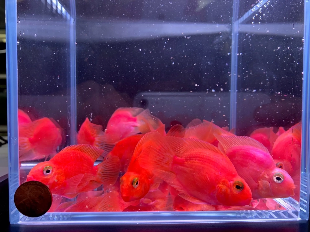 Cá hồng két tiếng anh Blood Parrot Cichlid