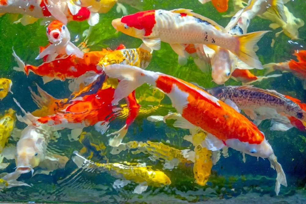 Cá koi Nhật Bản chuẩn đẹp tinh tế mang giá trị đẳng cấp