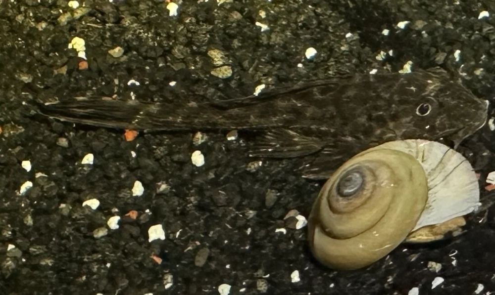Cá lau kiếng tiếng anh Pleco dễ nhớ cho người chơi