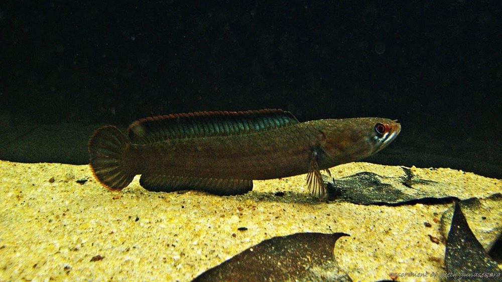 Cá lóc cảnh tiếng anh Snakehead Fish đầy uy lực
