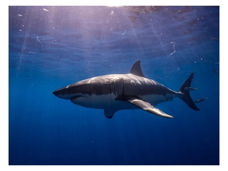 Nhảy múa theo điệu nhạc baby shark