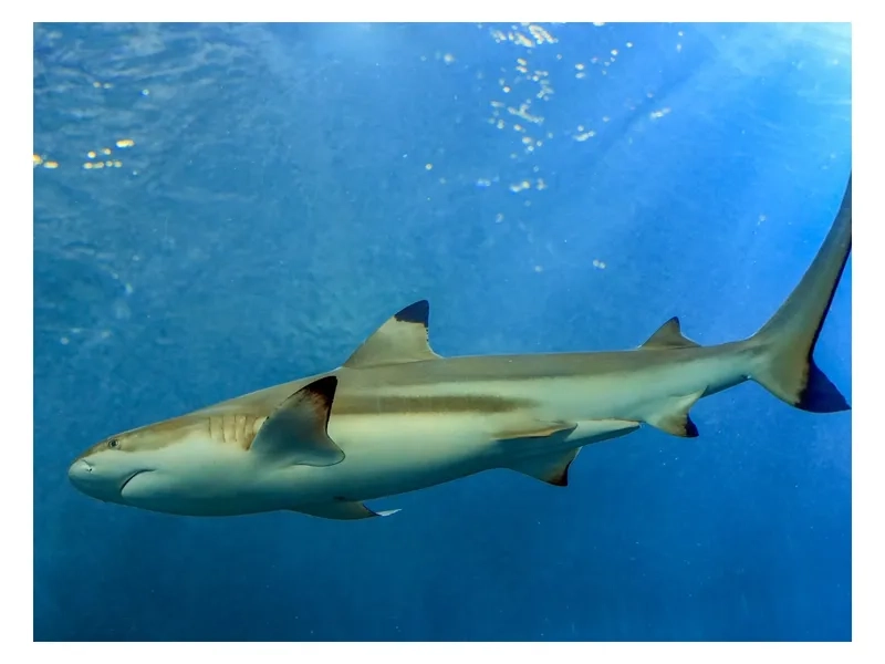 Kích thước khổng lồ của cá mập megalodon
