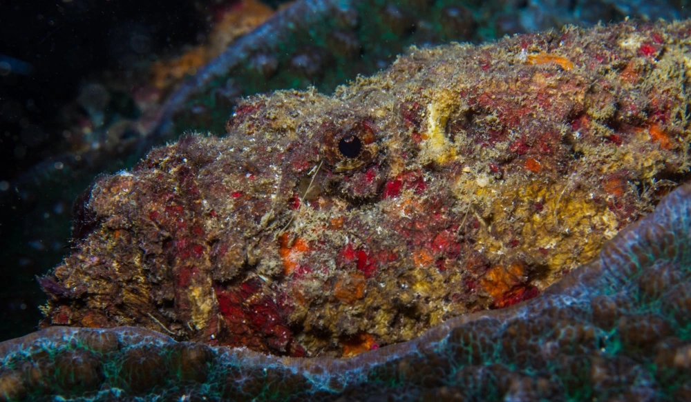 Cá mặt quỷ tiếng anh là gì, là Stonefish nổi tiếng