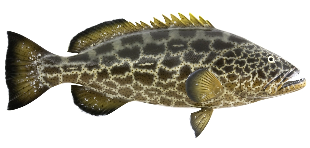 Cá mú tiếng anh Grouper phổ biến toàn cầu