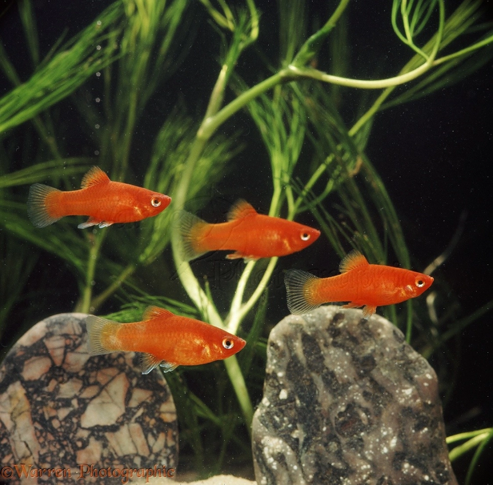 Cá mún tiếng anh Platy Fish dễ nhớ