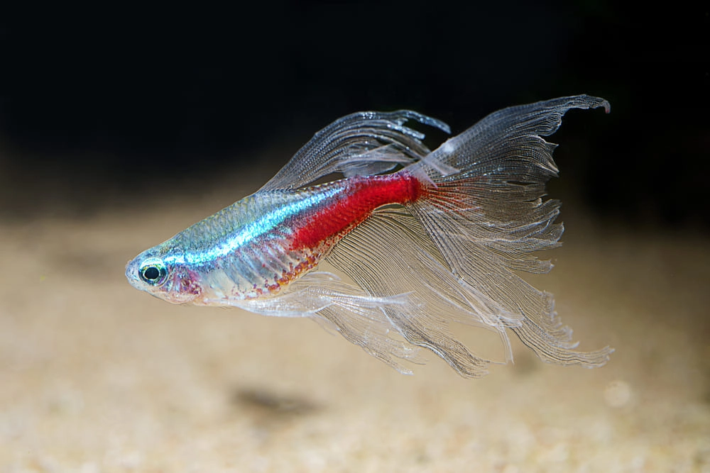 Cá neon tên tiếng anh Neon Tetra nổi tiếng