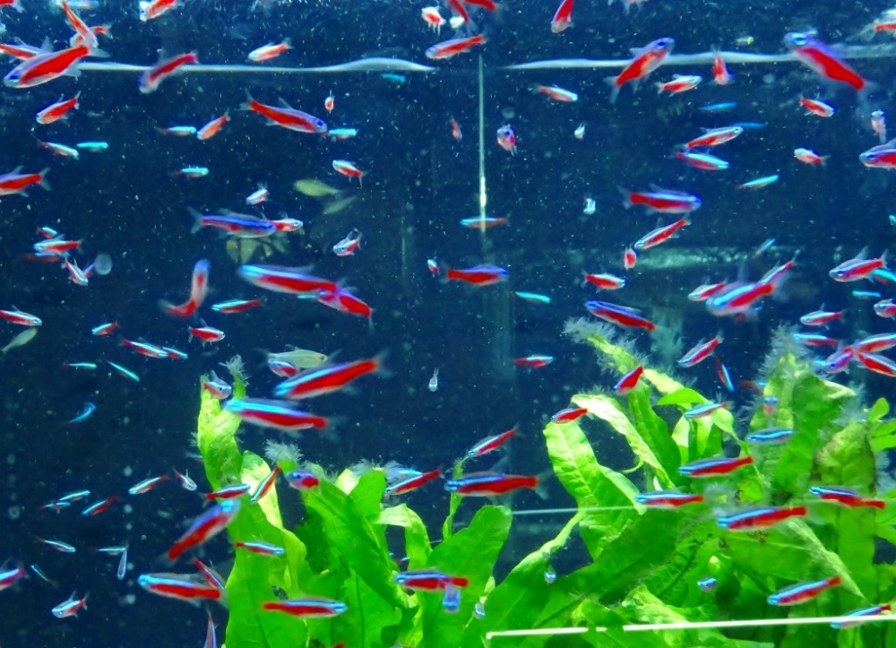 Tuổi thọ cá neon dài lâu khi chăm đúng chuẩn