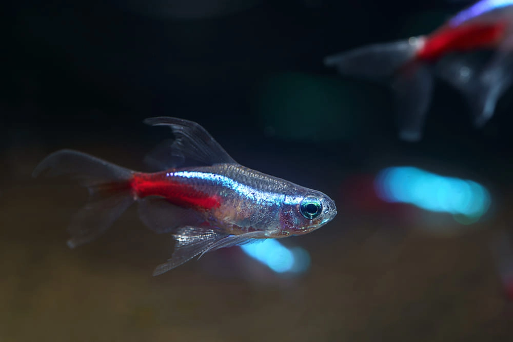Kích thước cá neon nhỏ bé nhưng đầy cuốn hút