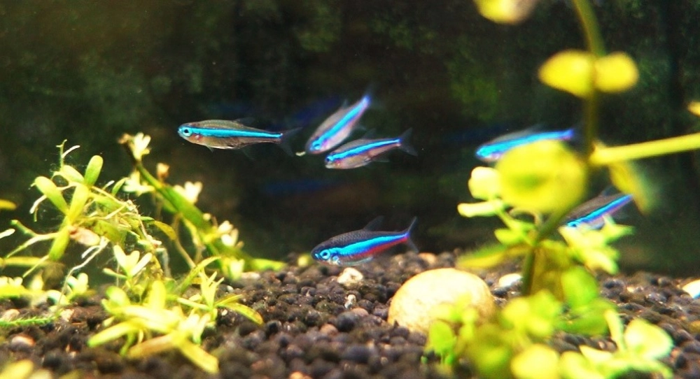 Hình nền cá neon rực sắc tô điểm màn hình bạn