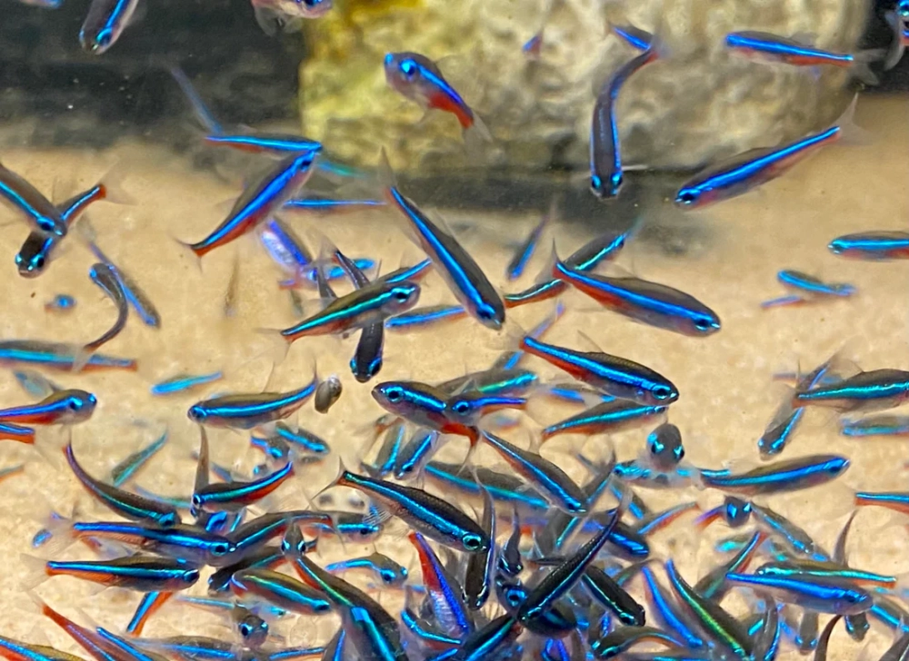 Cá neon có ngủ không khám phá hành vi thú vị