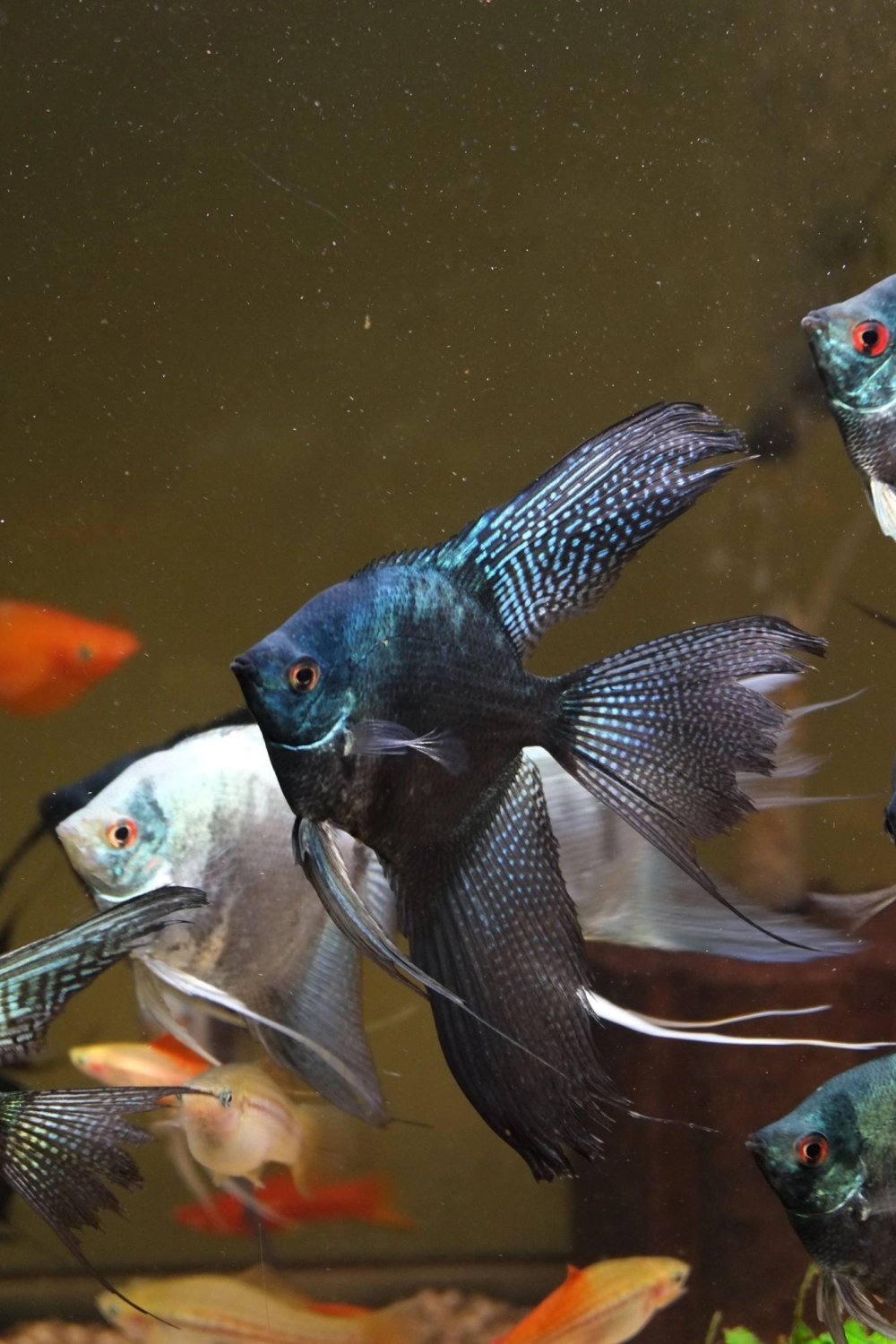 Pterophyllum là tên khoa học của cá ông tiên