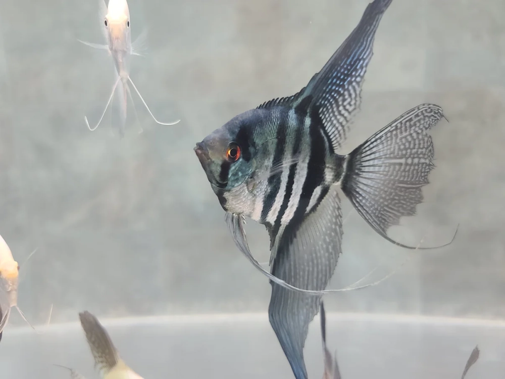 Cá ông tiên tiếng anh Angelfish quen thuộc dễ nhớ
