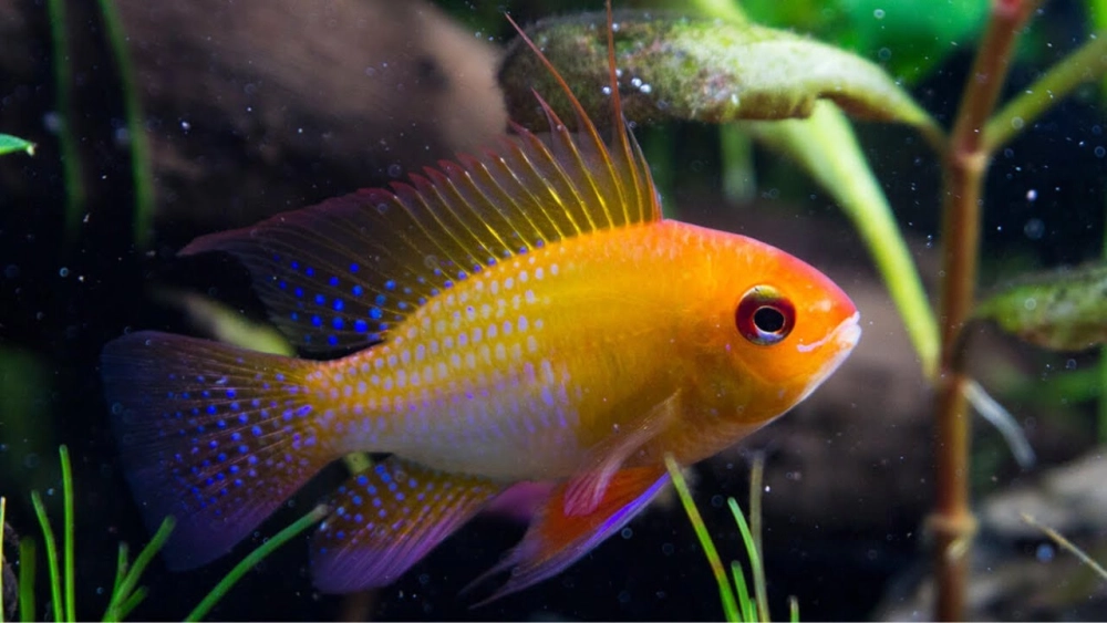 Nguồn gốc cá phượng hoàng mang vẻ đẹp độc đáo