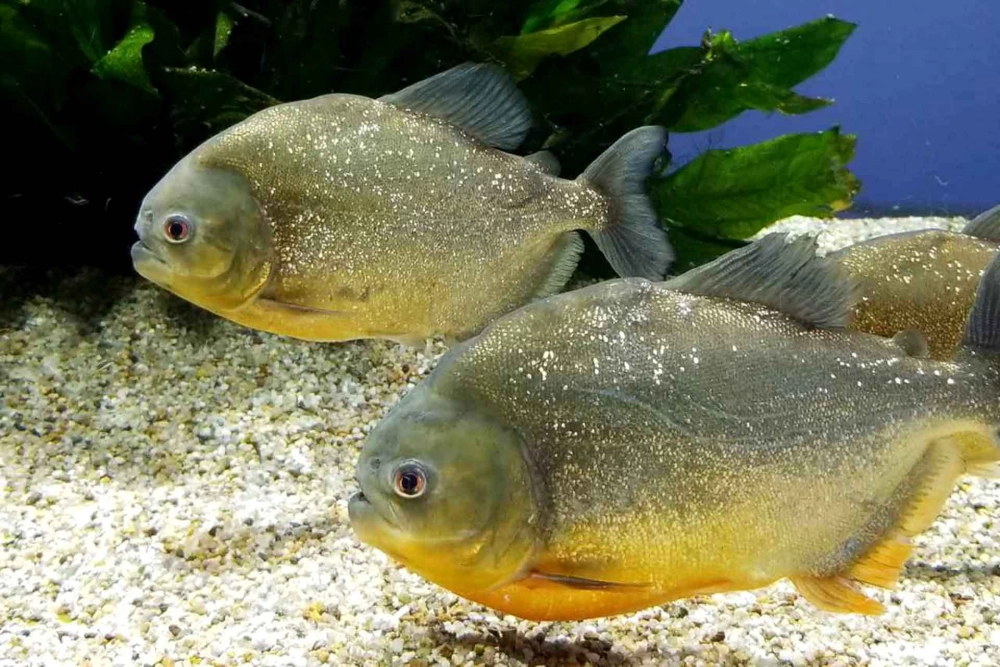 Hình ảnh cá piranha mạnh mẽ khiến người xem rùng mình