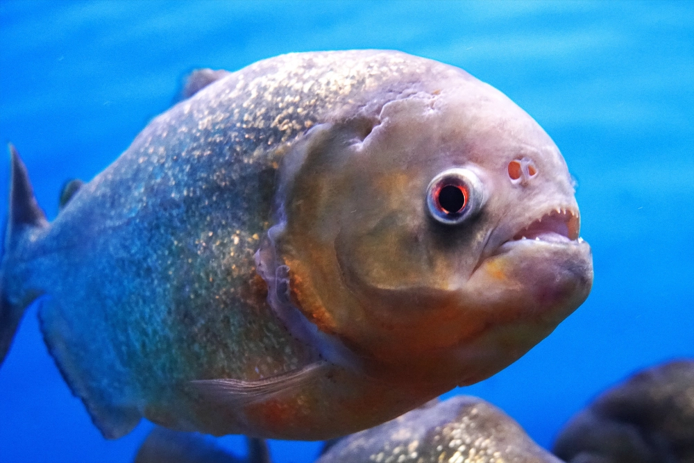 Cá piranha hung dữ nổi bật với ánh nhìn sắc lạnh