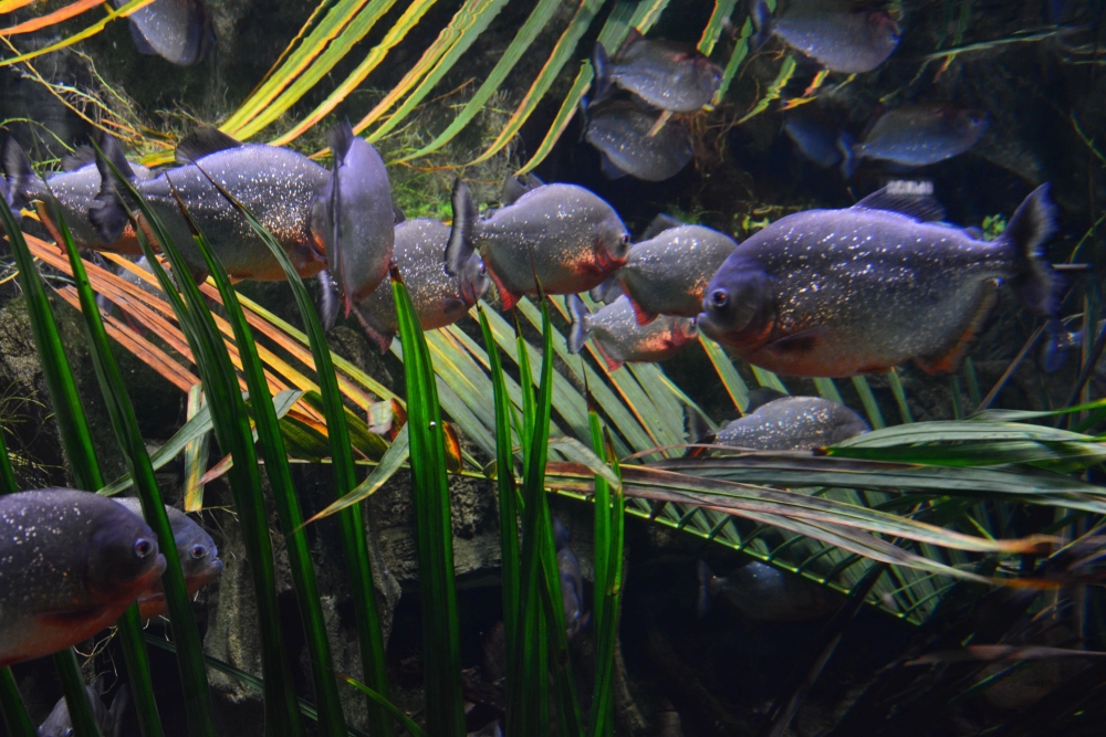 Ảnh cá piranha nổi bật với hàm răng đáng sợ