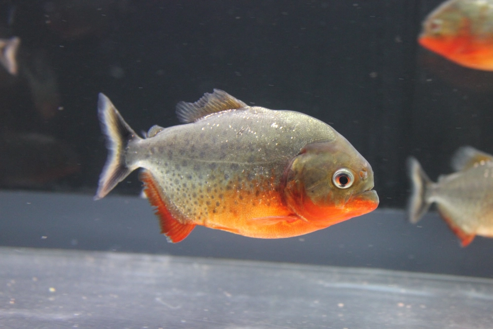 Cá piranha có nguy hiểm không, nguy hiểm khi bị kích động