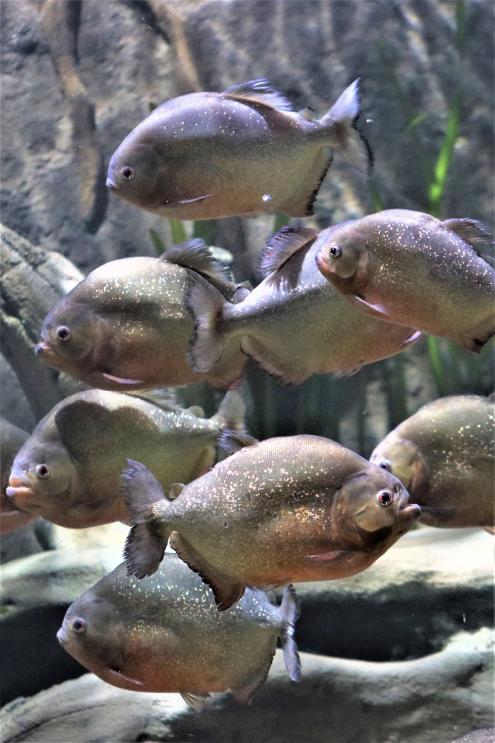 Cá piranha khổng lồ gây ấn tượng với kích thước vượt trội